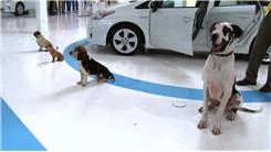 Most Dogs To Sit At Once Upon Command Around A Prius