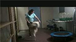 Most Dog Tricks Completed With Non-Verbal Commands In One Minute