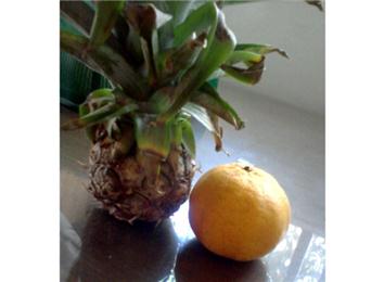 Smallest Pineapple
