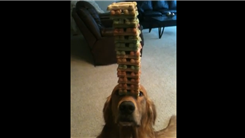 Most Treats Balanced On A Dog