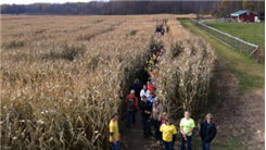Most People Ringing Cowbells In A Corn Maze