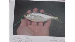 Lightest Striped Shiner