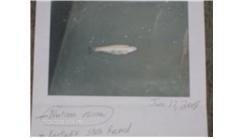 Lightest Bluntnose Minnow