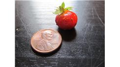 Smallest Ripe Strawberry
