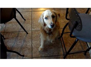 Most Tricks Performed By A Dog In Succession
