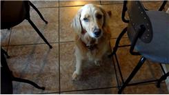Most Tricks Performed By A Dog In Succession