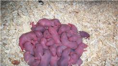 Largest Rat Litter
