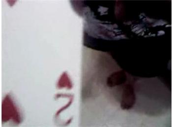 Most Playing Cards Incorrectly Guessed In A Row