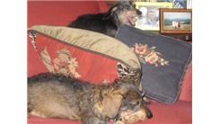 Most Daschunds Placed On A Red Couch