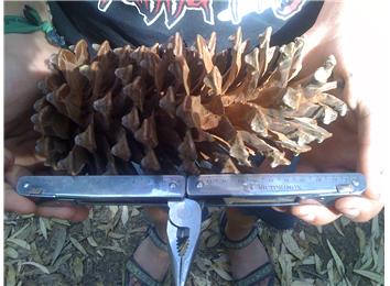 Longest Pinecone