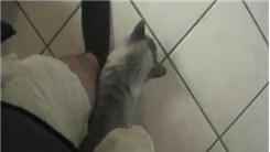 Most Consecutive "Cat Surfs"