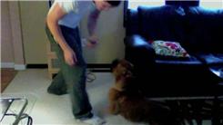 Most Times Making A Dog Flinch In One Minute
