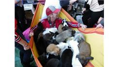 Most Bunnies Snuggled With In A Hammock