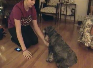Most Alternate Paw Handshakes Elicited From A Dog In 30 Seconds