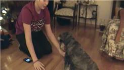 Most Alternate Paw Handshakes Elicited From A Dog In 30 Seconds