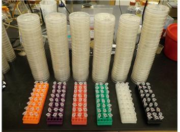 Most Yeast Plasmid Transformations Performed In A Single Sitting