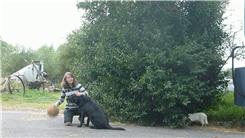 Most Basketball Bounces In 30 Seconds While Petting A Dog