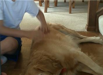 Most Times To Pet A Dog In 30 Seconds