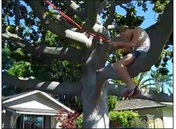 Tallest Tree Branch Swing Platform