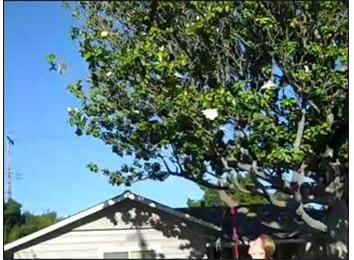 Tallest Wire To Hit A Tennis Ball Over While Hopping On One Foot