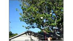 Tallest Wire To Hit A Tennis Ball Over While Hopping On One Foot