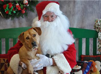 Heaviest Dog Sitting On Santa\'s Lap