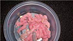 Largest Mice Litter