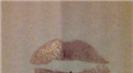 Most Twitpics Of Lip Prints Shared During A One Hour Twitter Party