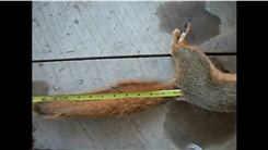 Longest Tail On A Recently Harvested Red Squirrel
