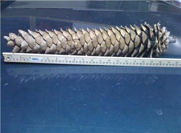 Longest Pinecone