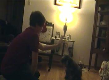 Most High-Fives From A Dog In 30 Seconds