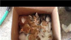 Most Kittens Sleeping In A Box