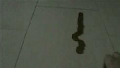 Longest Coin Domino Chain