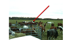 Most Horses Visible In A Photograph Of A Car