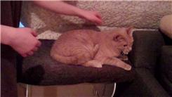 Most Consecutive Times To Pet A Cat