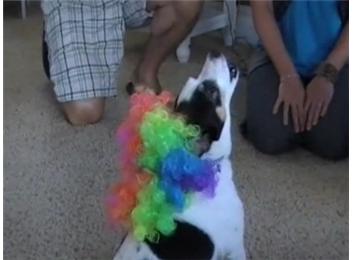 Most Howls Elicited From A Dog Wearing A Clown Wig In 30 Seconds