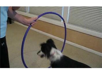 Most Times Coaxing A Dog Through A Hoop In 30 Seconds