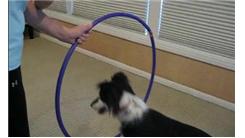 Most Times Coaxing A Dog Through A Hoop In 30 Seconds