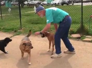 Most Dogs Pet In 30 Seconds