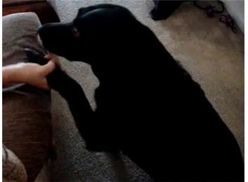 Most Handshakes Elicited From A Dog In 30 Seconds