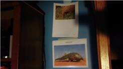 Most Pangolin Photos Posted On Wall