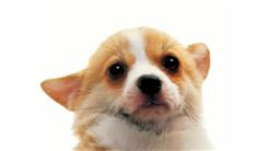 Most Dog-Themed Jokes Told In One Minute Using a Dog Avatar