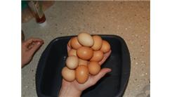 Most Hen Eggs Held In Hand At Once