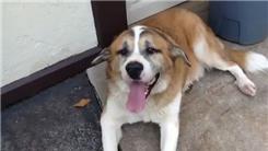 Longest Distance To Carry A Saint Bernard