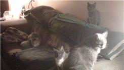 Most Cats In One Room At Once