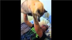 Most Consecutive Bench Presses Of A Live Cat