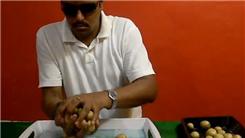 Most Mini Potatoes Held In Hand At Once