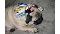 Most Writing Utensils Fit Inside A Pug's Collar