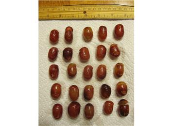 Largest Collection Of Jack-O-Lantern Grapes