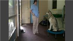 Most Consecutive Tricks Performed By A Dog 